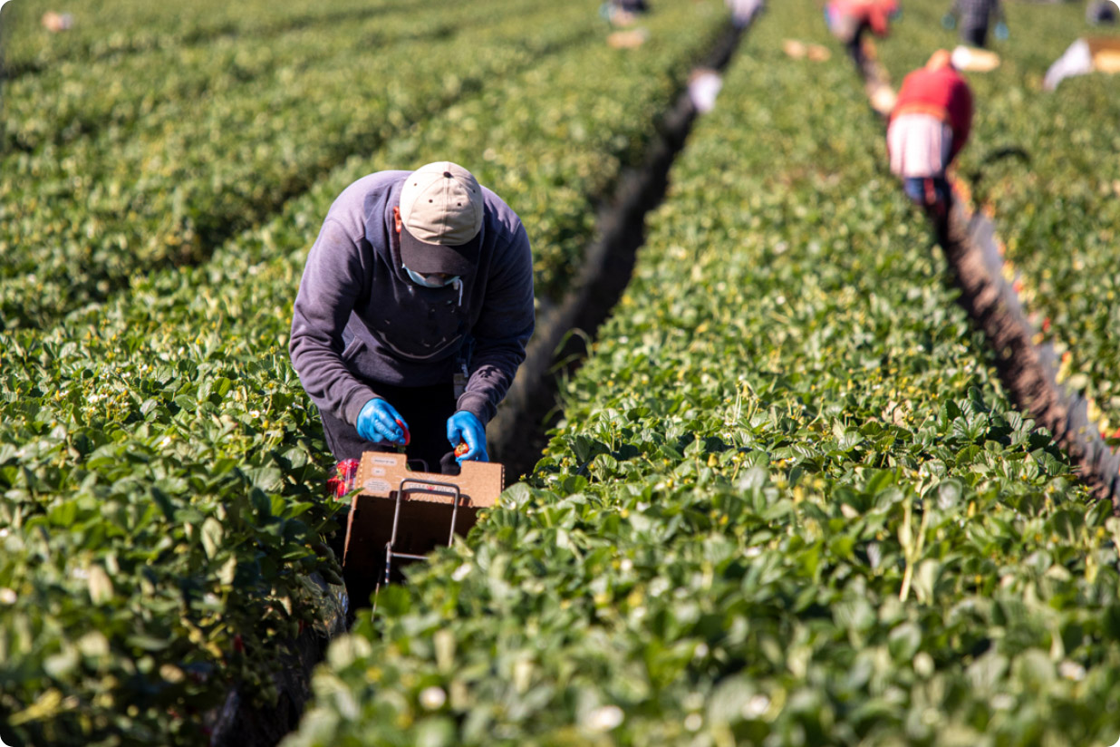 Strawberry harvester