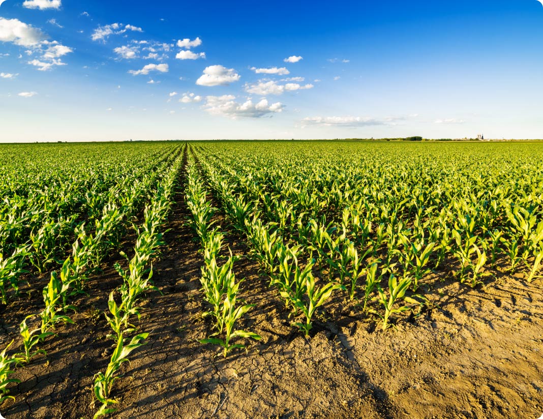 Large field of growing corn