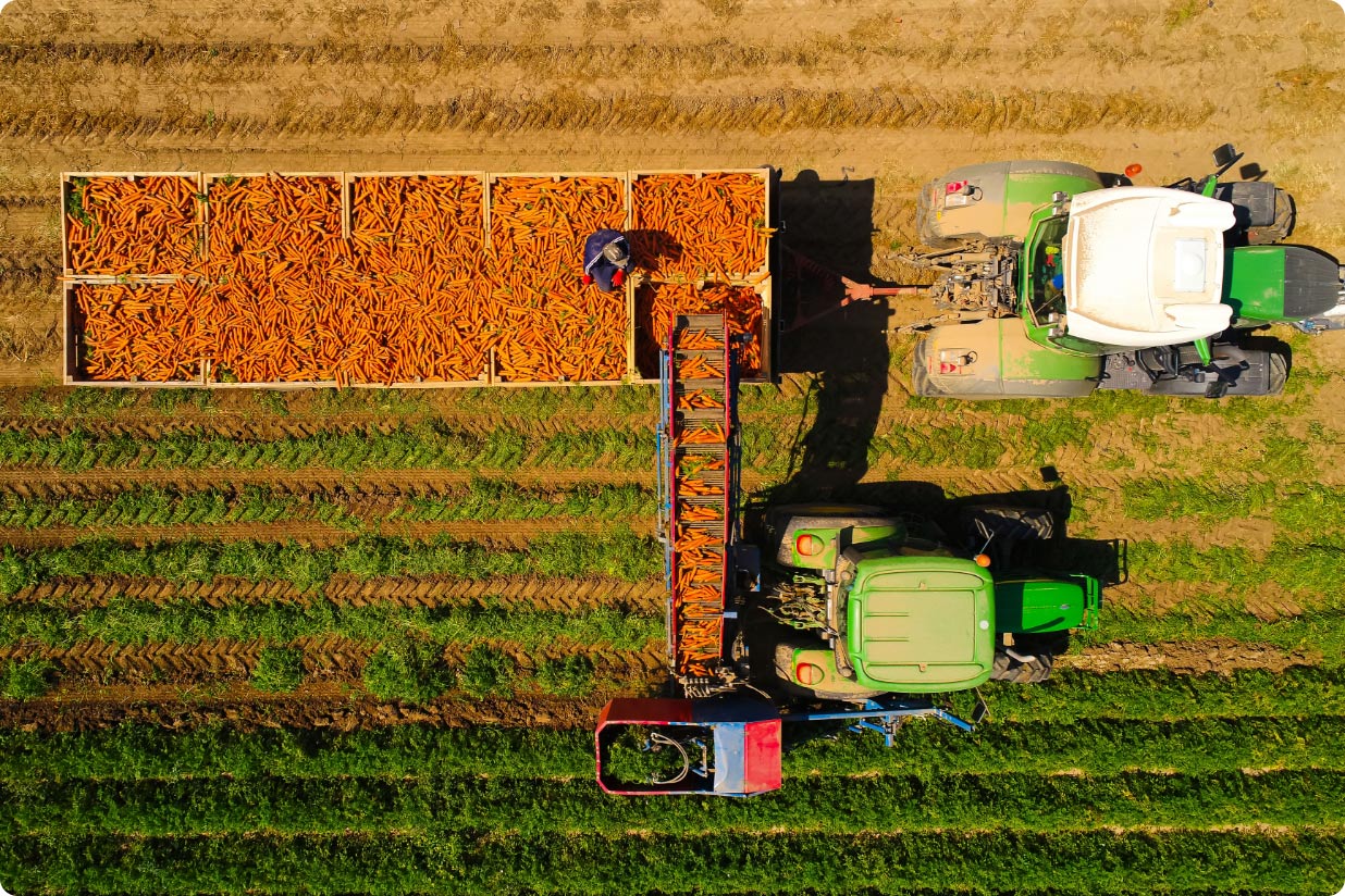 Aerial photo of a carrot harvest using two large tractors