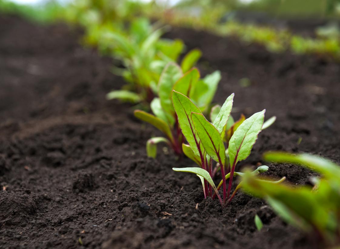 Close up photo of a neat row of greens in the soil