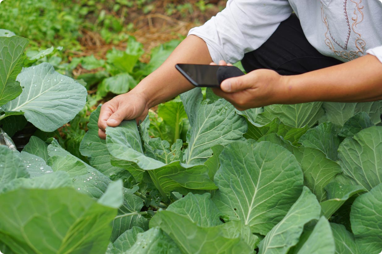 A farmer gathering crop data from large leafy vegetables