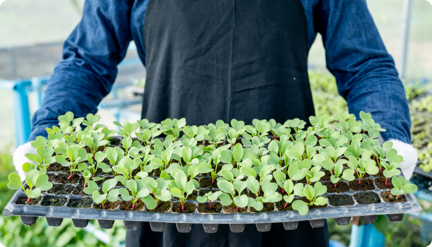 Farm worker holding a tray of greens