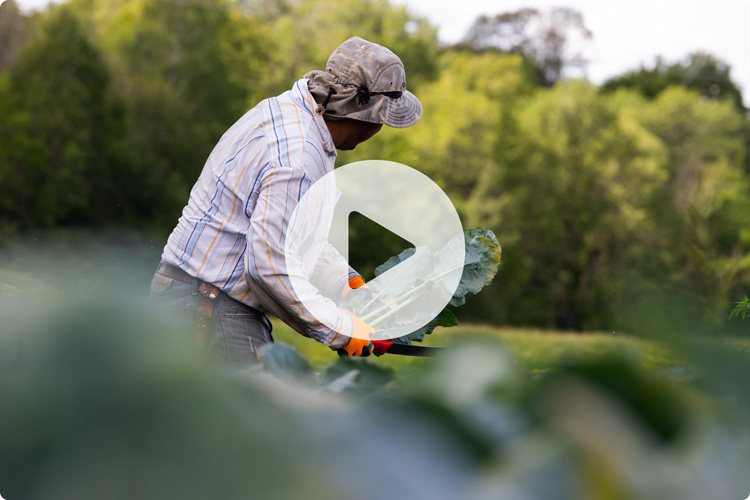 Farm worker harvesting crops with video play icon overlay
