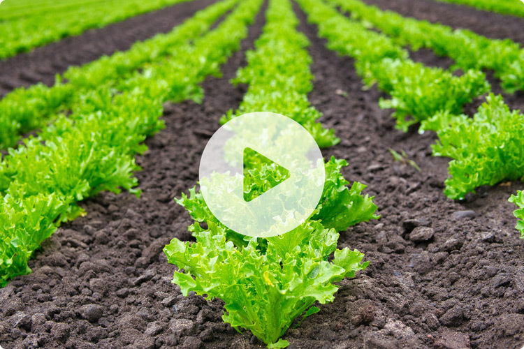 Field of lettuce with video play icon