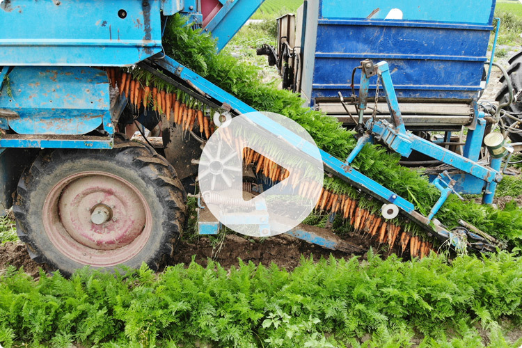 Carrot harvesting machine with video play icon