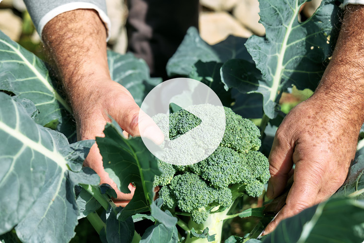 Farmer harvesting a ripe head of broccoli with video play icon