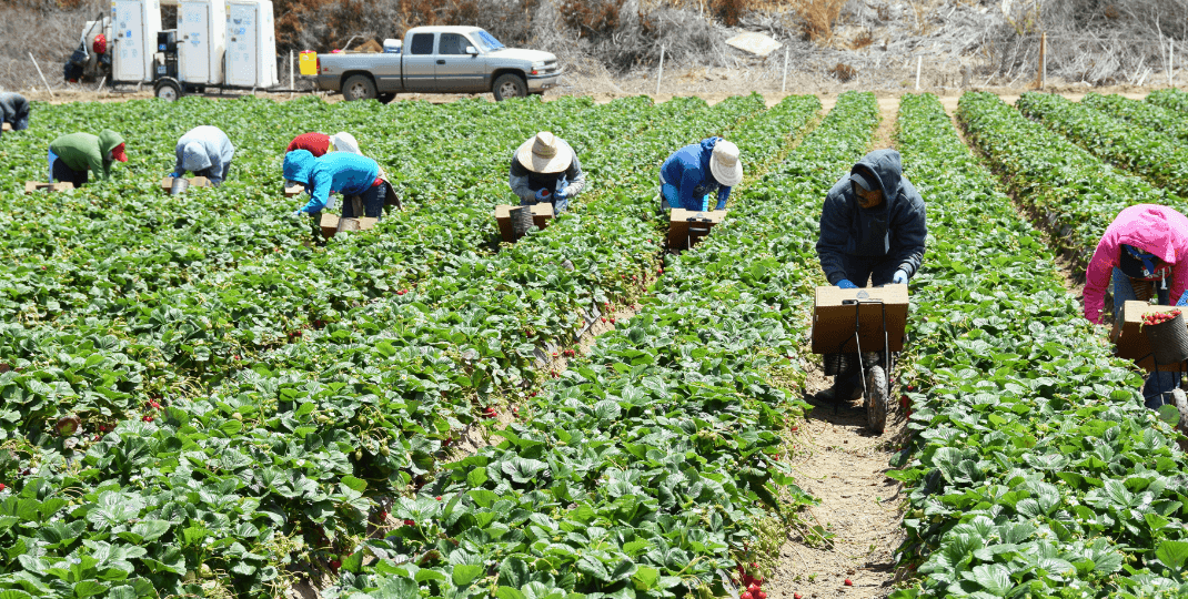 Farm Labor Management